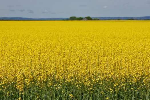 Wide Shot of Canola Field or Rapeseed Farm on a Breezy and Sunny Day