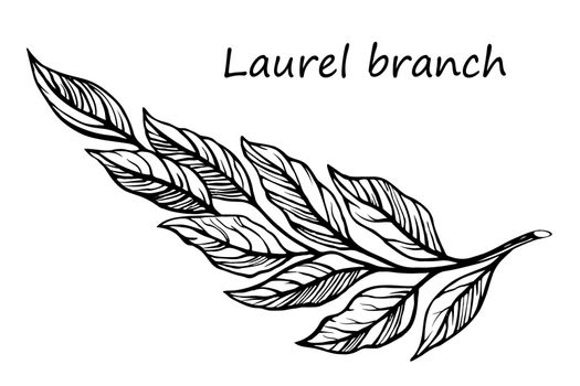 Laurel branch sketch