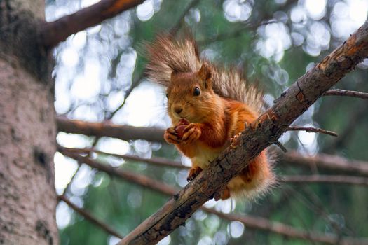 Red squirrel eats a nut