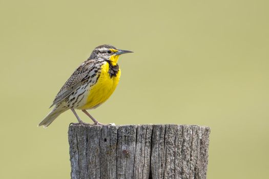 Western meadowlark perched on a wooden post.