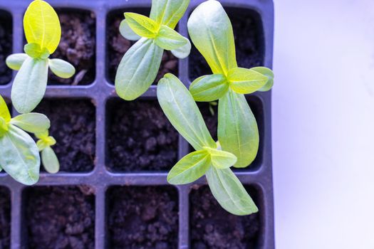 seedlings of flowers in a plastic cellular container on the windowsill
