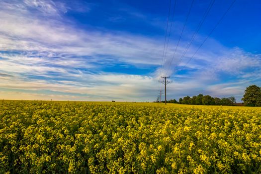The field covered with rapeseed early morning. Power lines on the field. 