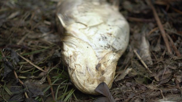 Dead catfish decompose on the shore. Ecological disaster mass death of fish.