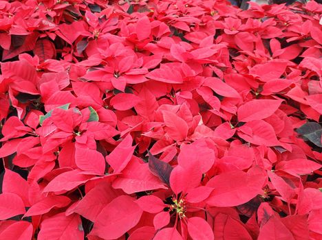 Garden bed lined with red poinsettias.