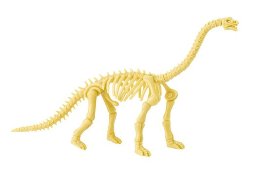 Dinosaur skeleton model toy isolated on white 