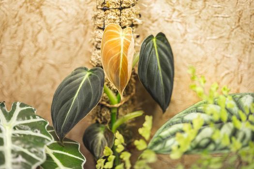 New leaf of young Philodendron Melanochrysum plant