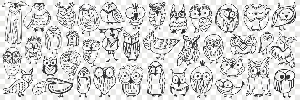 Various owls birds doodle set