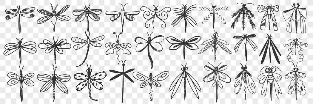 Dragonfly hand drawn doodle set