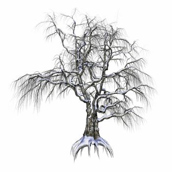 Winter tree covered with snow isolated in white background - 3D render