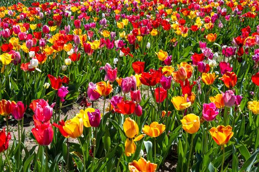 Colorful blooming tulip flowers