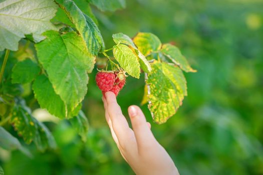 Hand of child touching a raspberry.