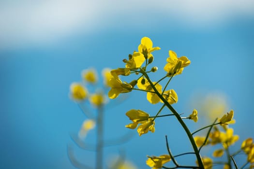 A stalk of yellow flowering rapeseed against a blue sky