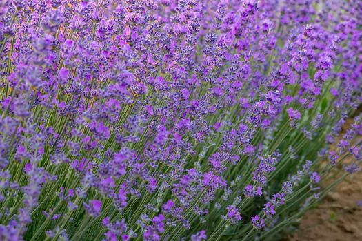 Delicate lavender flower bushes close up.