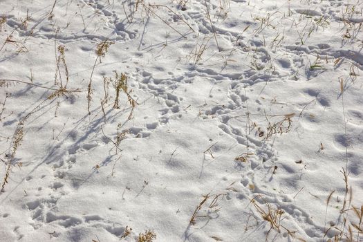 Dry grass and animal traces in snow on a field in winter