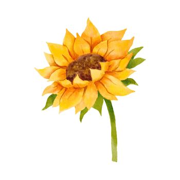 Watercolor sunflower bud. Colorful botanical hand drawn yellow flower illustration isolated on white .
