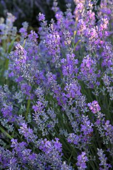 Close up of a bunch of scented flowers in the lavender fields