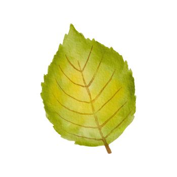 Watercolor green tree leaf isolated on white background. Drawing of plant