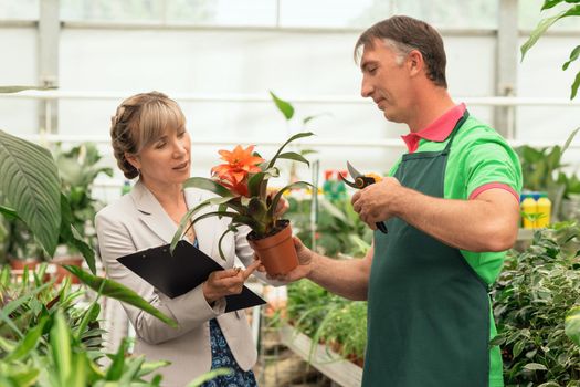 Gardener and his manager work in modern nursery plant store with a clipboard in greenhouse
