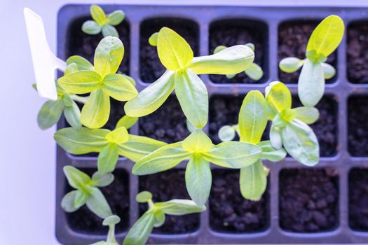 seedlings of flowers in a plastic cellular container on the windowsill