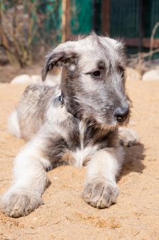 The portrait of a puppy of breed the Irish Wolfhound lying on sand in the yard.Puppy of breed the Irish Wolfhound of gray color