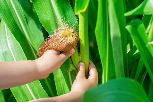 Cob of corn in hands of little child