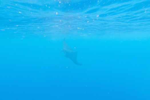 Manta ray in the blue water of the ocean