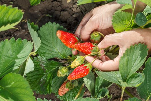 Female gardener is holding strawberries in hands.