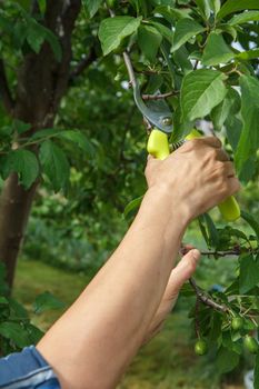 Female gardener with pruner shears the tips of plum tree