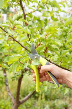Female gardener with pruner shears the tips of apricot tree