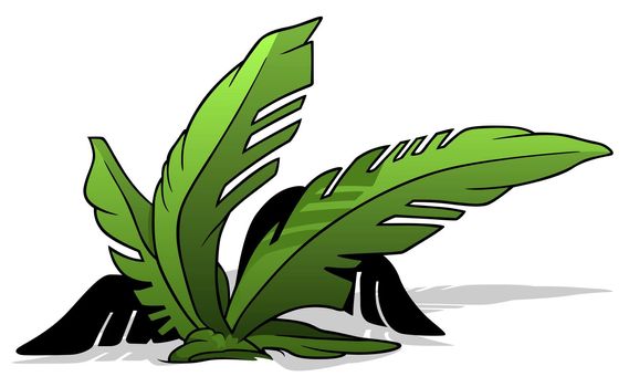 Palm Deciduous Plant