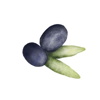 Black Olive watercolor drawing. Hand drawn illustration with olive leaves isolated on white. Food of mediterranean cuisine