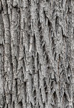 bark of tree Texture for background.