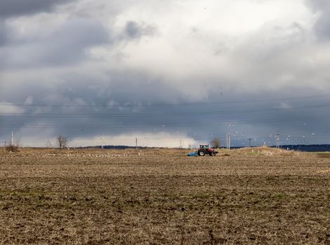 landscape with farm tractor plowing a field in spring surrounded by feeding gulls