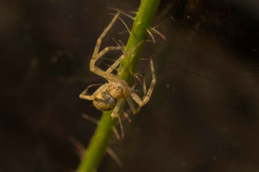 It is a close view of spider taken to show the beauty of this small creature