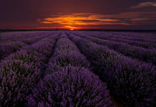 Amazing landscape with lavender field at sunset