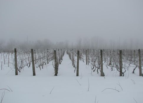 rows of grapevines covered in snow with fog