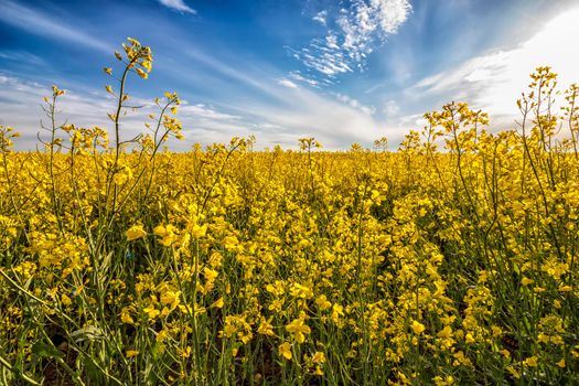 Field of bright yellow rapeseed and beauty sky in spring. Brassica napus. Yellow rapeseed field background. 