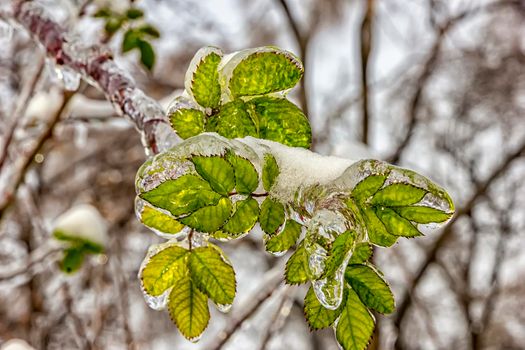 Beautiful green frozen leaves. Frozen after ice storm, close up. Ice coated plant.