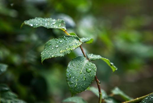 Raindrops on green leaves after rain. Nature background. 