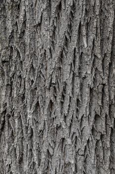 Tree bark texture Texture for background.