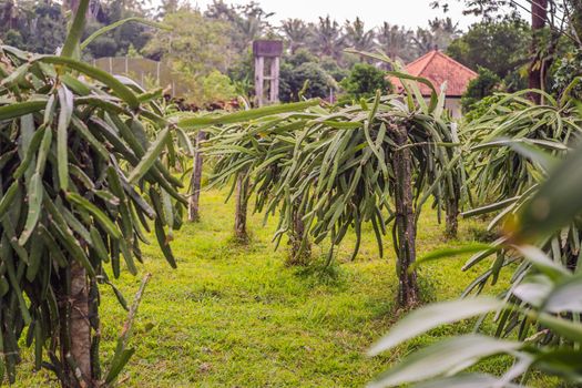 Dragon fruit plantation in a tropical garden