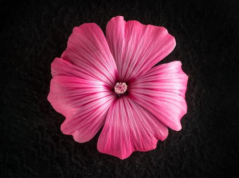 Top view of a flower on a black background. Studio shot.