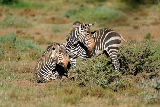 Cape mountain zebras in natural habitat