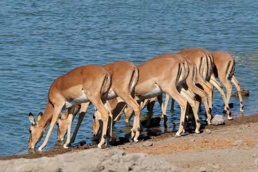 Impala antelopes drinking water - Etosha National Park