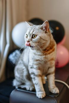 Cat, licking his mouth, against the background of balloons
