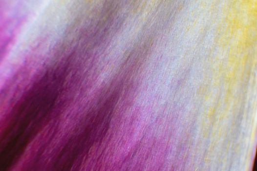 Close-up of a torn yellow purple petal from a flower on a black background. extreme macro shot