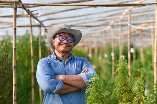 Portrait of confident farmer posing with arms crossed standing by hemp or cannabis field. Alternative herbal, business agricultural cannabis farm