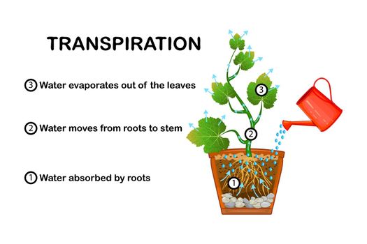 Transpiration stages in plants. Diagram showing transpiration in plant.