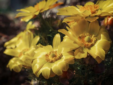 Pretty yellow flowers of Far east amur adonis Adonis ramosa in japanese early spring