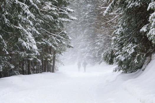 Silhouettes of two people on the forest road during the blizzard